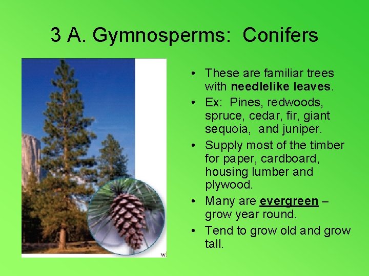 3 A. Gymnosperms: Conifers • These are familiar trees with needlelike leaves. • Ex: