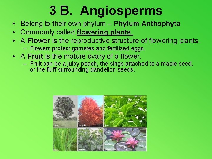 3 B. Angiosperms • Belong to their own phylum – Phylum Anthophyta • Commonly