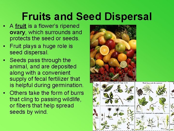 Fruits and Seed Dispersal • A fruit is a flower’s ripened ovary, which surrounds