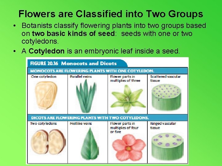 Flowers are Classified into Two Groups • Botanists classify flowering plants into two groups