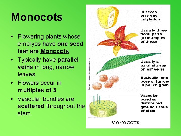 Monocots • Flowering plants whose embryos have one seed leaf are Monocots. • Typically