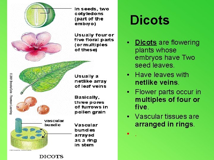 Dicots • Dicots are flowering plants whose embryos have Two seed leaves. • Have