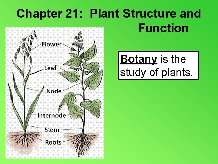 Chapter 21: Plant Structure and Function Botany is the study of plants. 
