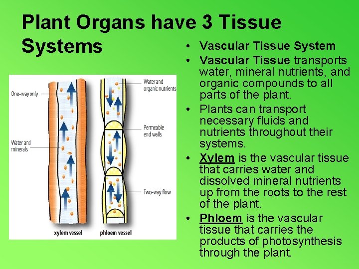 Plant Organs have 3 Tissue • Vascular Tissue Systems • Vascular Tissue transports water,