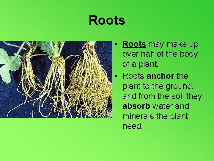 Roots • Roots may make up over half of the body of a plant.