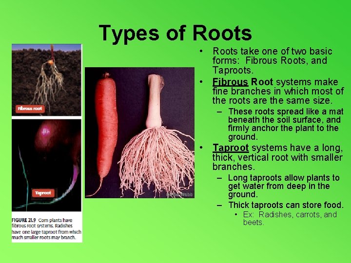 Types of Roots • Roots take one of two basic forms: Fibrous Roots, and