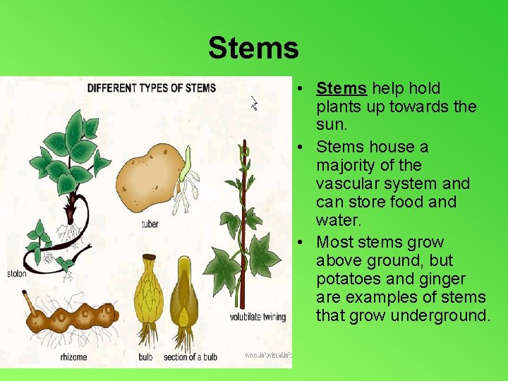 Stems • Stems help hold plants up towards the sun. • Stems house a