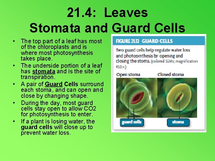 21. 4: Leaves Stomata and Guard Cells • The top part of a leaf