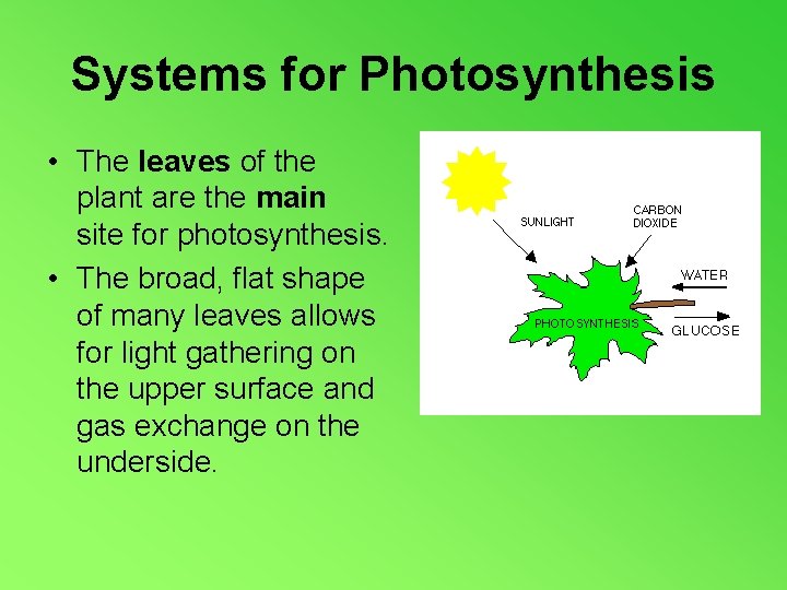 Systems for Photosynthesis • The leaves of the plant are the main site for