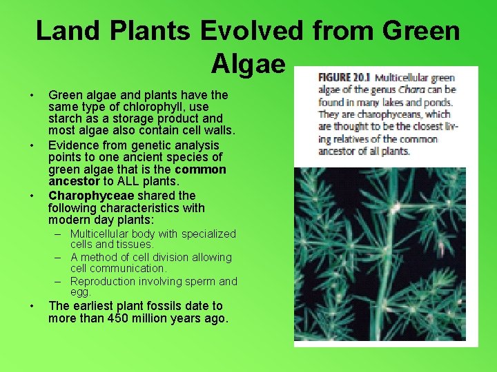 Land Plants Evolved from Green Algae • • • Green algae and plants have