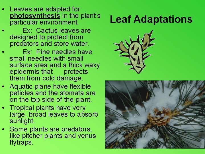  • Leaves are adapted for photosynthesis in the plant’s particular environment. • Ex: