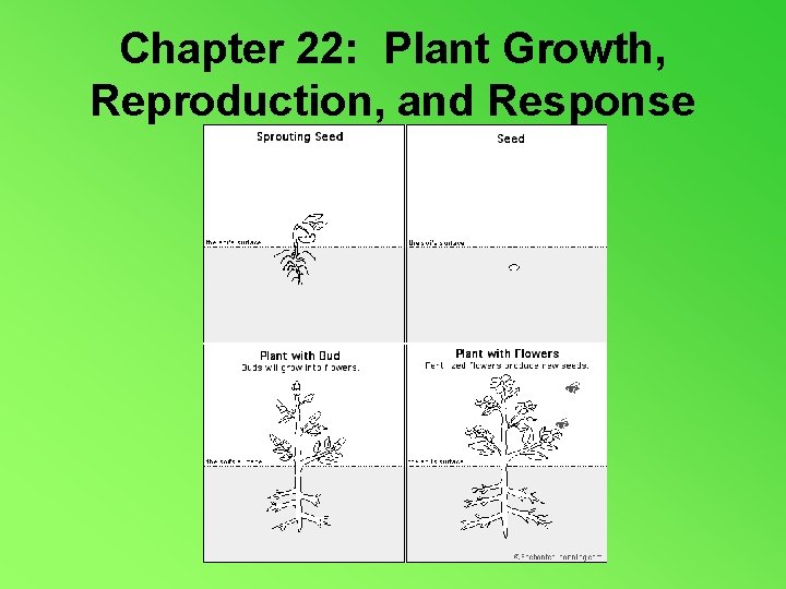 Chapter 22: Plant Growth, Reproduction, and Response 