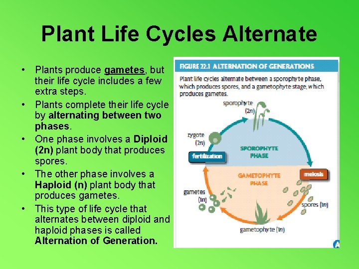 Plant Life Cycles Alternate • Plants produce gametes, but their life cycle includes a