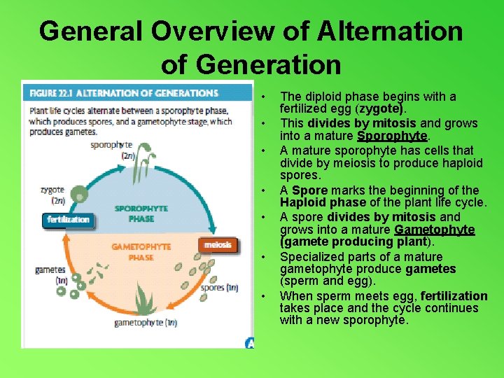 General Overview of Alternation of Generation • • The diploid phase begins with a