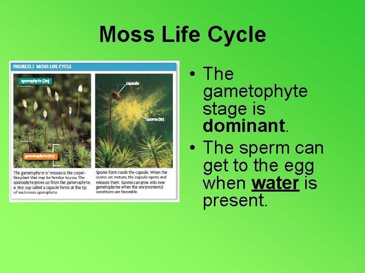 Moss Life Cycle • The gametophyte stage is dominant. • The sperm can get