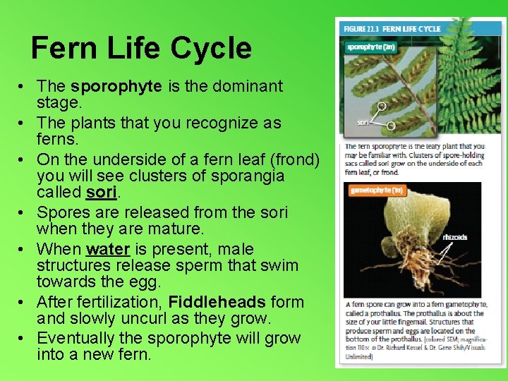 Fern Life Cycle • The sporophyte is the dominant stage. • The plants that