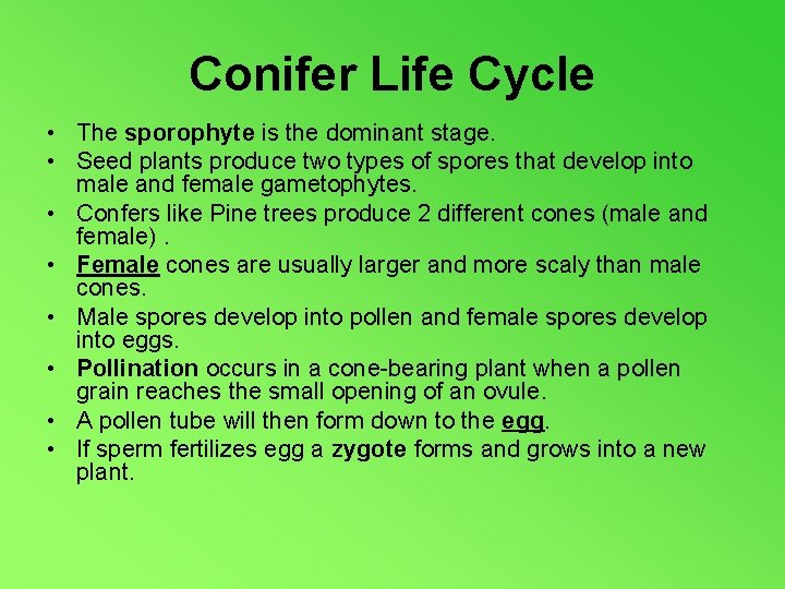 Conifer Life Cycle • The sporophyte is the dominant stage. • Seed plants produce