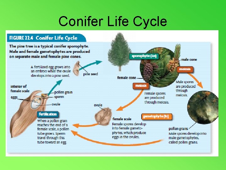 Conifer Life Cycle 