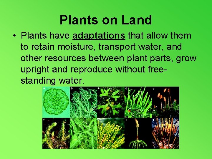 Plants on Land • Plants have adaptations that allow them to retain moisture, transport