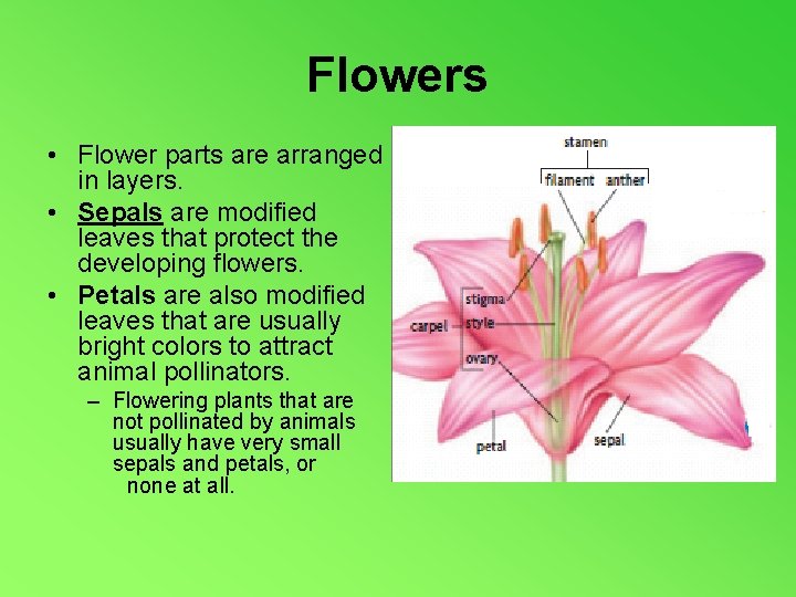 Flowers • Flower parts are arranged in layers. • Sepals are modified leaves that