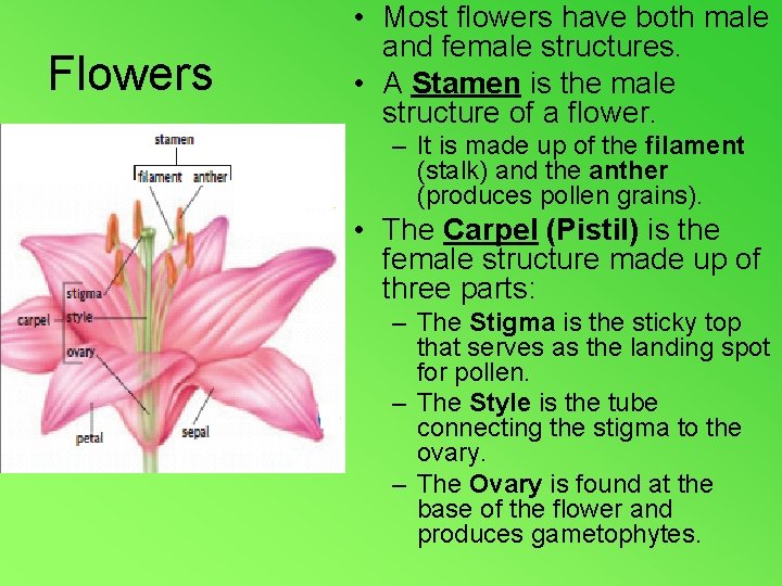 Flowers • Most flowers have both male and female structures. • A Stamen is