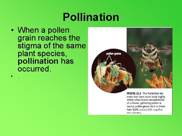 Pollination • When a pollen grain reaches the stigma of the same plant species,