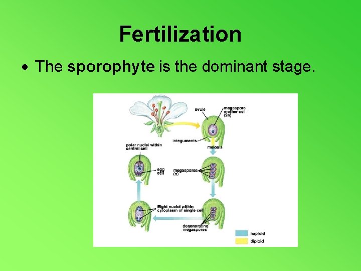 Fertilization The sporophyte is the dominant stage. 