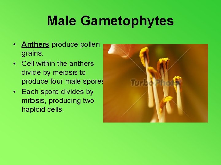 Male Gametophytes • Anthers produce pollen grains. • Cell within the anthers divide by