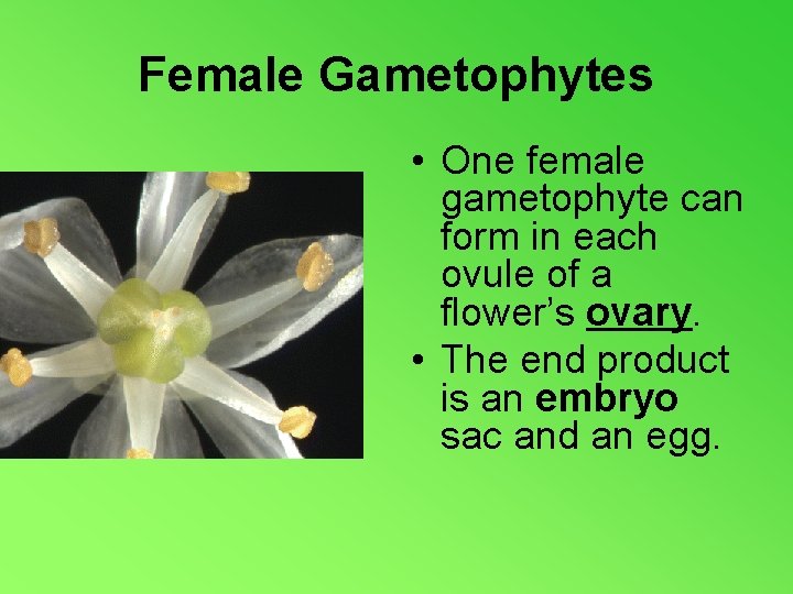 Female Gametophytes • One female gametophyte can form in each ovule of a flower’s
