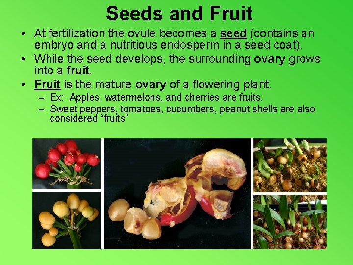 Seeds and Fruit • At fertilization the ovule becomes a seed (contains an embryo