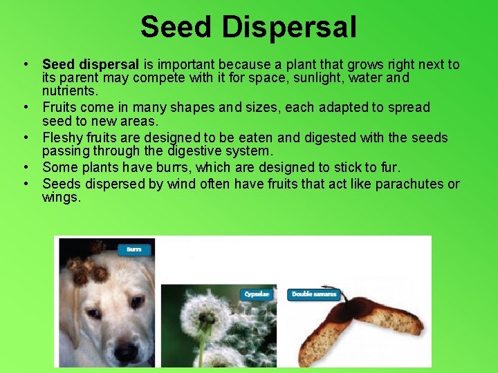 Seed Dispersal • Seed dispersal is important because a plant that grows right next