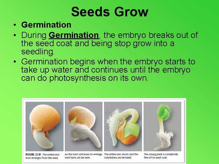 Seeds Grow • Germination • During Germination, the embryo breaks out of the seed