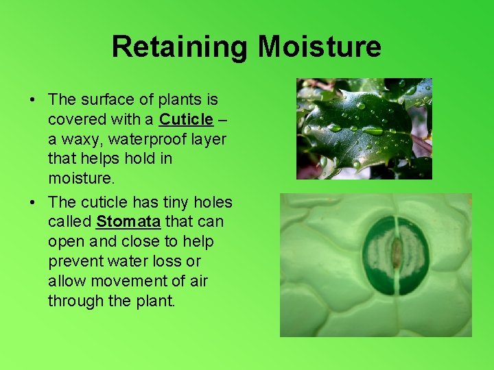 Retaining Moisture • The surface of plants is covered with a Cuticle – a
