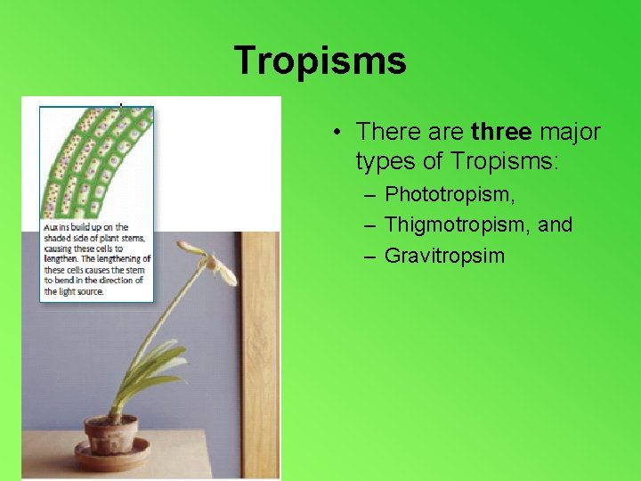Tropisms • There are three major types of Tropisms: – Phototropism, – Thigmotropism, and