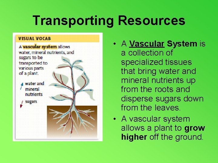 Transporting Resources • A Vascular System is a collection of specialized tissues that bring
