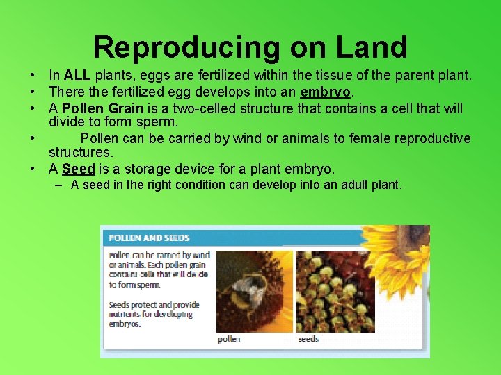 Reproducing on Land • In ALL plants, eggs are fertilized within the tissue of