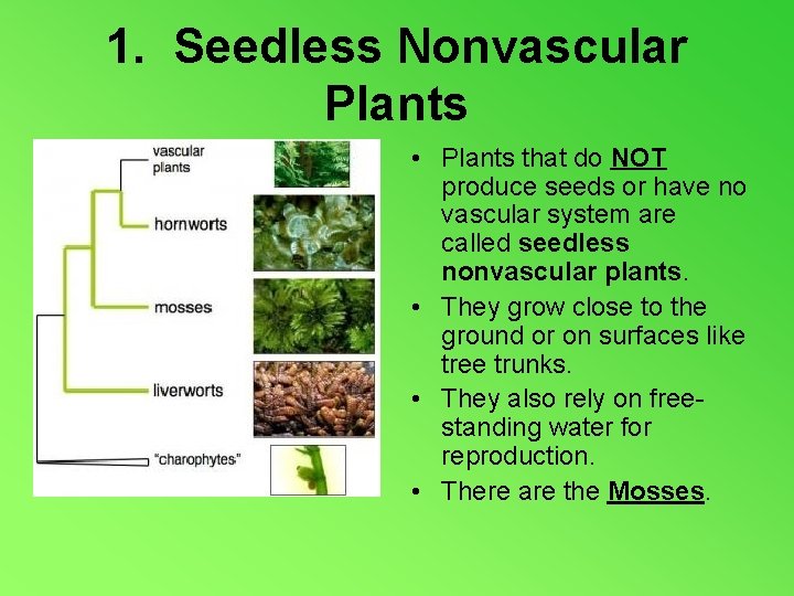 1. Seedless Nonvascular Plants • Plants that do NOT produce seeds or have no