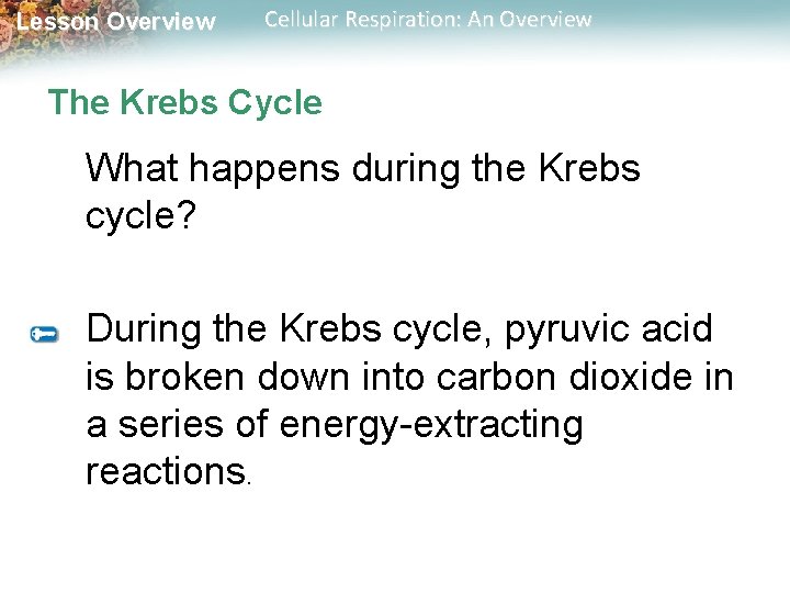 Lesson Overview Cellular Respiration: An Overview The Krebs Cycle What happens during the Krebs