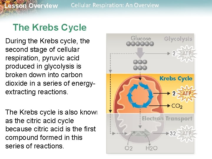 Lesson Overview Cellular Respiration: An Overview The Krebs Cycle During the Krebs cycle, the