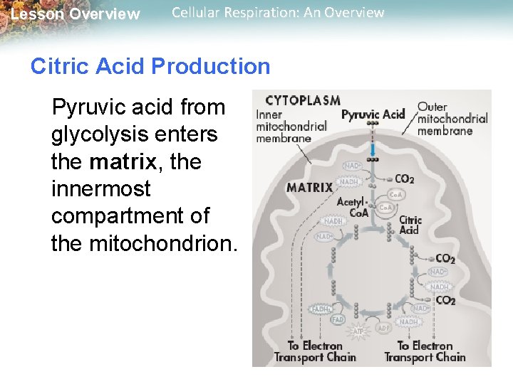 Lesson Overview Cellular Respiration: An Overview Citric Acid Production Pyruvic acid from glycolysis enters