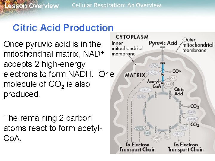 Lesson Overview Cellular Respiration: An Overview Citric Acid Production Once pyruvic acid is in