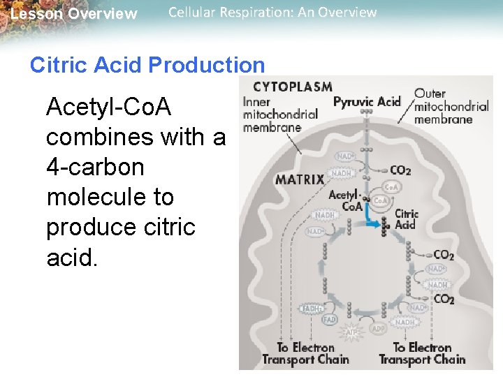 Lesson Overview Cellular Respiration: An Overview Citric Acid Production Acetyl-Co. A combines with a