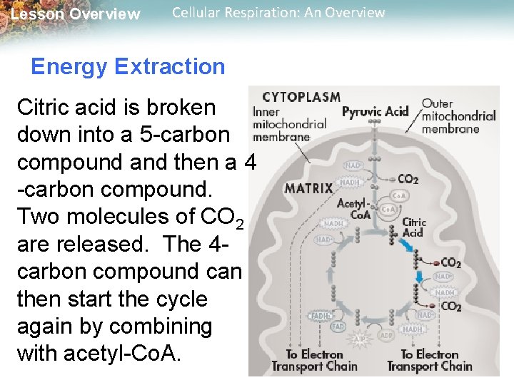 Lesson Overview Cellular Respiration: An Overview Energy Extraction Citric acid is broken down into