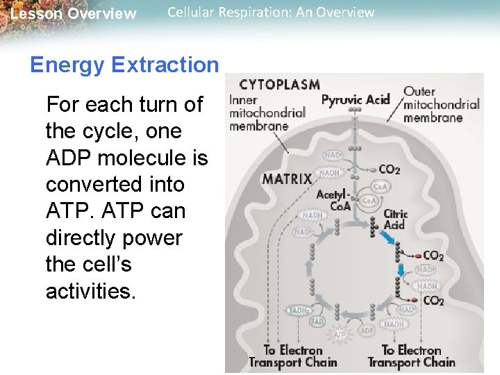 Lesson Overview Cellular Respiration: An Overview Energy Extraction For each turn of the cycle,