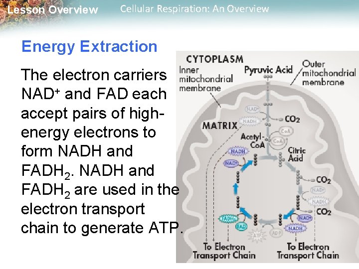 Lesson Overview Cellular Respiration: An Overview Energy Extraction The electron carriers NAD+ and FAD