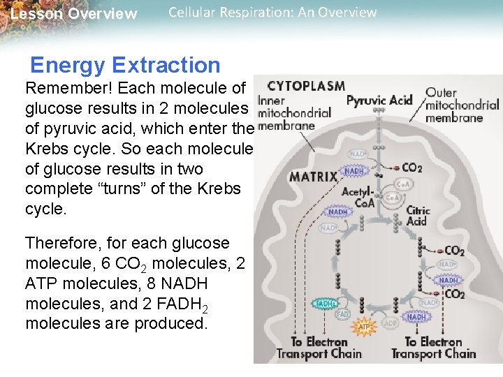 Lesson Overview Cellular Respiration: An Overview Energy Extraction Remember! Each molecule of glucose results