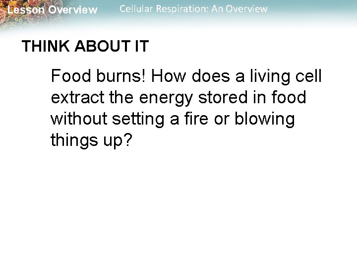Lesson Overview Cellular Respiration: An Overview THINK ABOUT IT Food burns! How does a