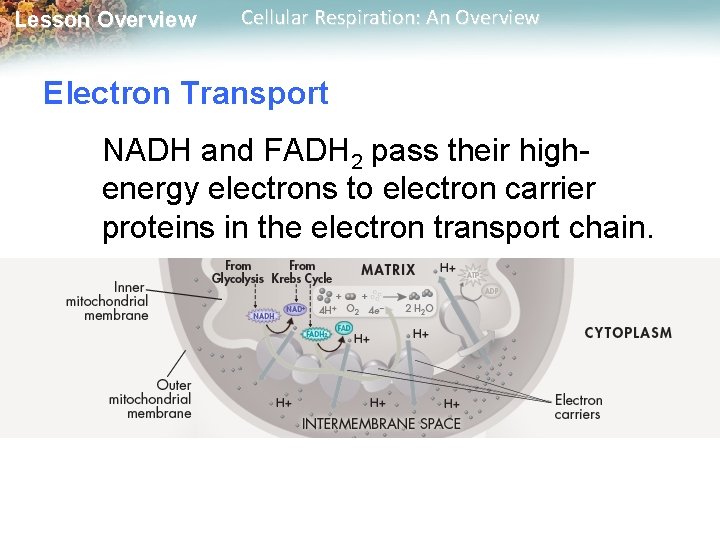Lesson Overview Cellular Respiration: An Overview Electron Transport NADH and FADH 2 pass their