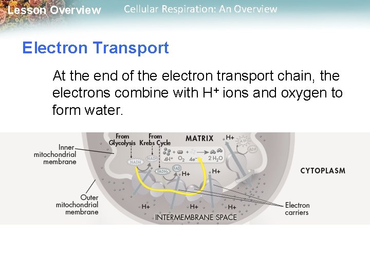 Lesson Overview Cellular Respiration: An Overview Electron Transport At the end of the electron