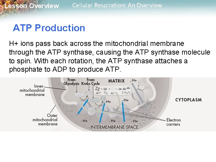 Lesson Overview Cellular Respiration: An Overview ATP Production H+ ions pass back across the